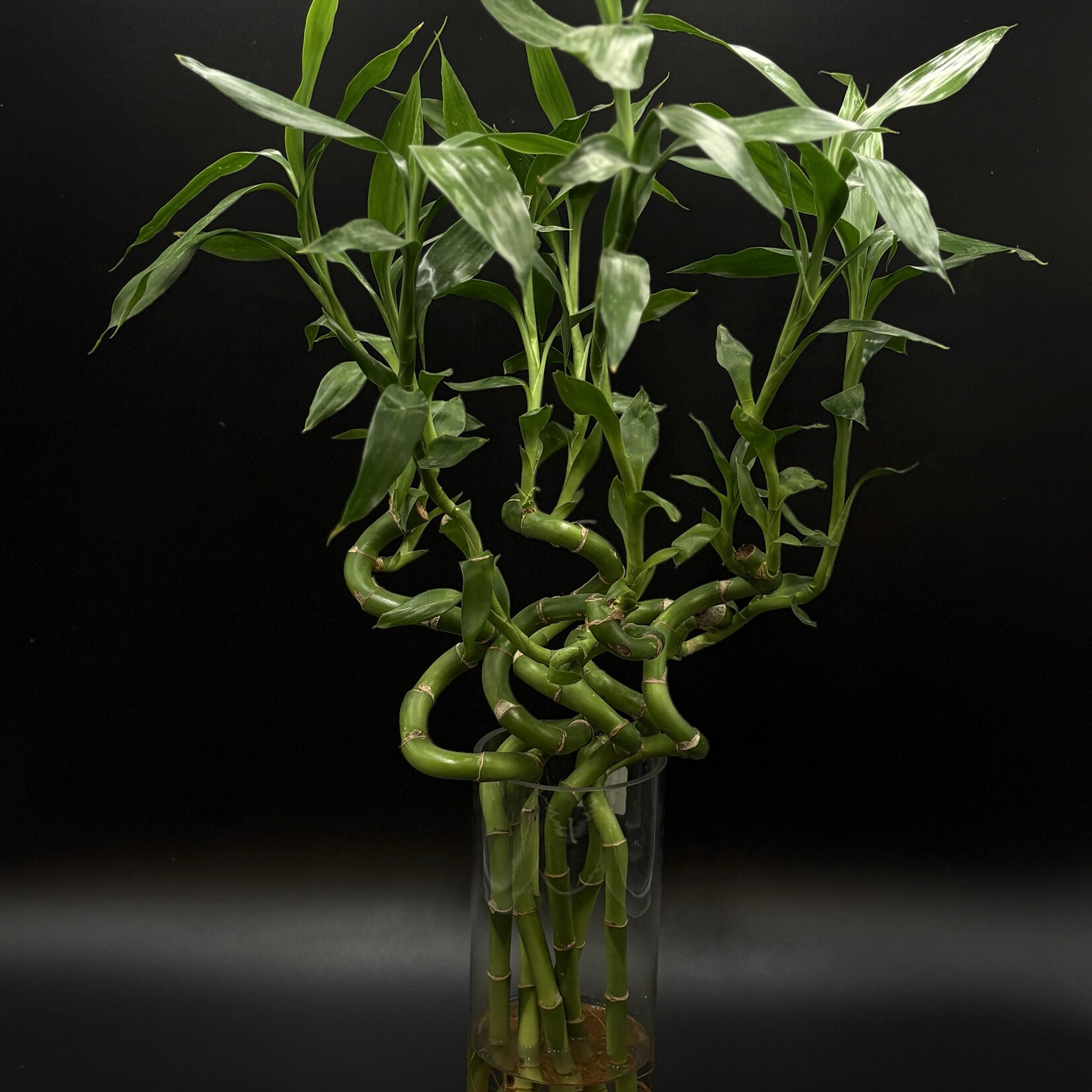 Dracaena sanderiana – Lucky Bamboo