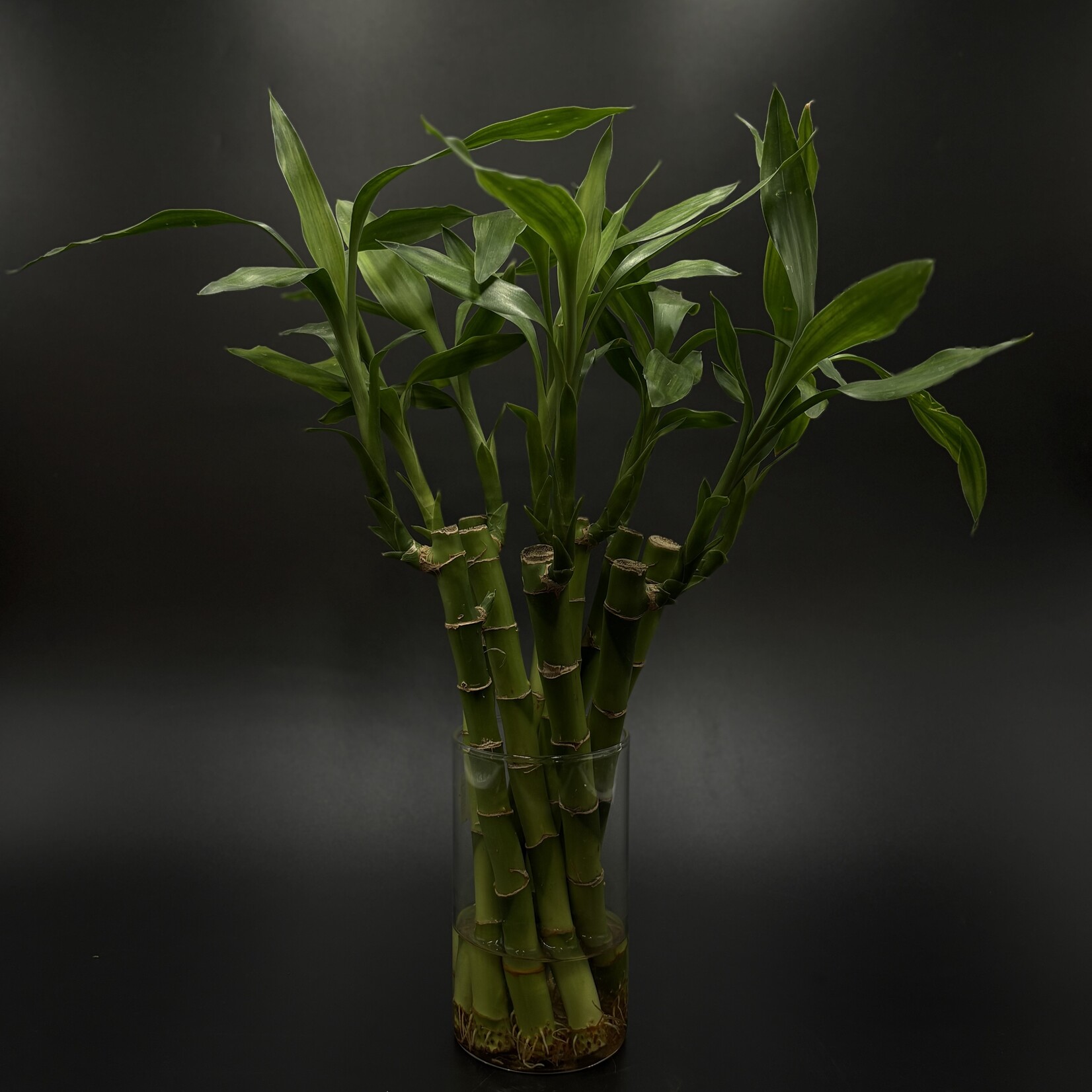 Dracaena sanderiana – Lucky Bamboo