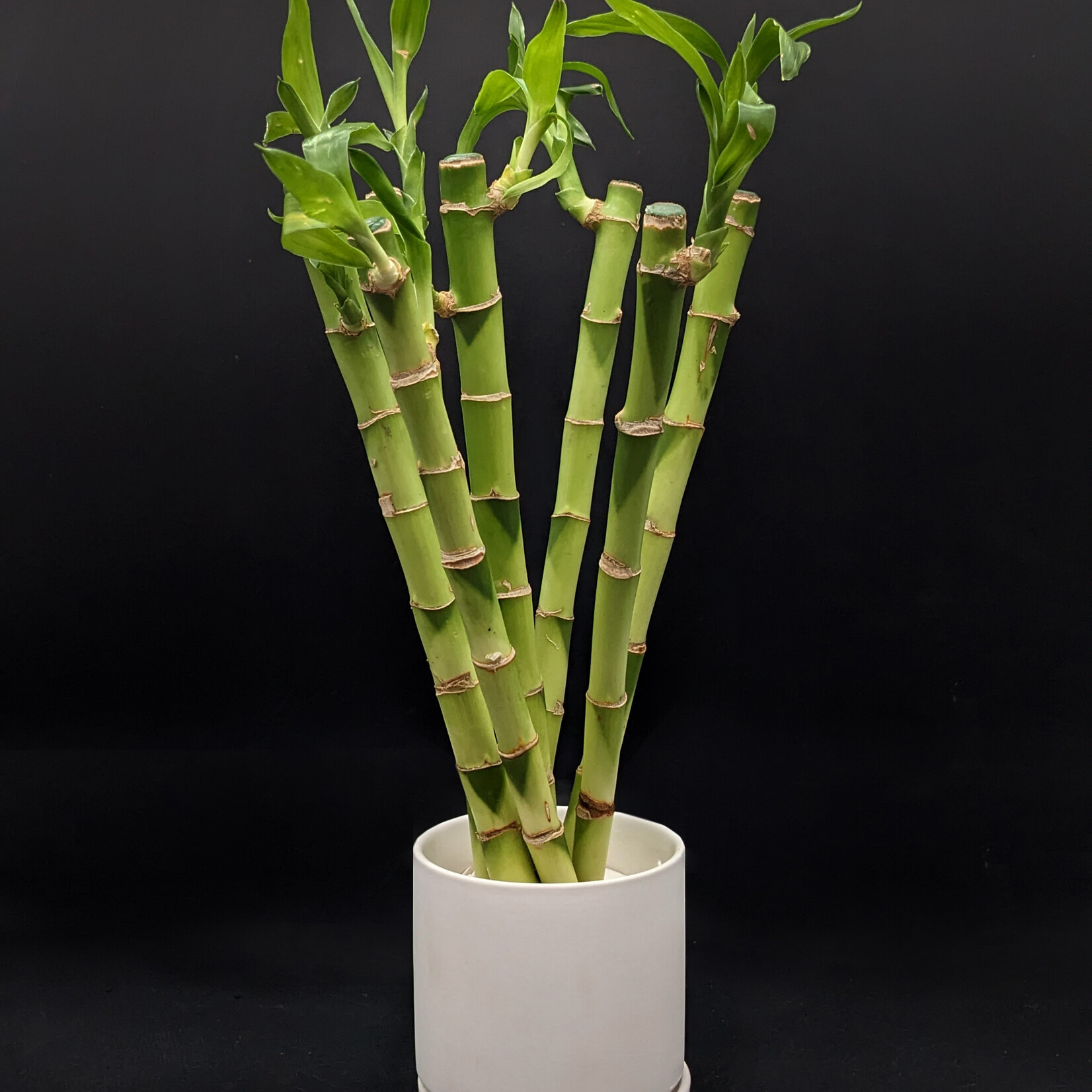 Dracaena sanderiana – Lucky Bamboo