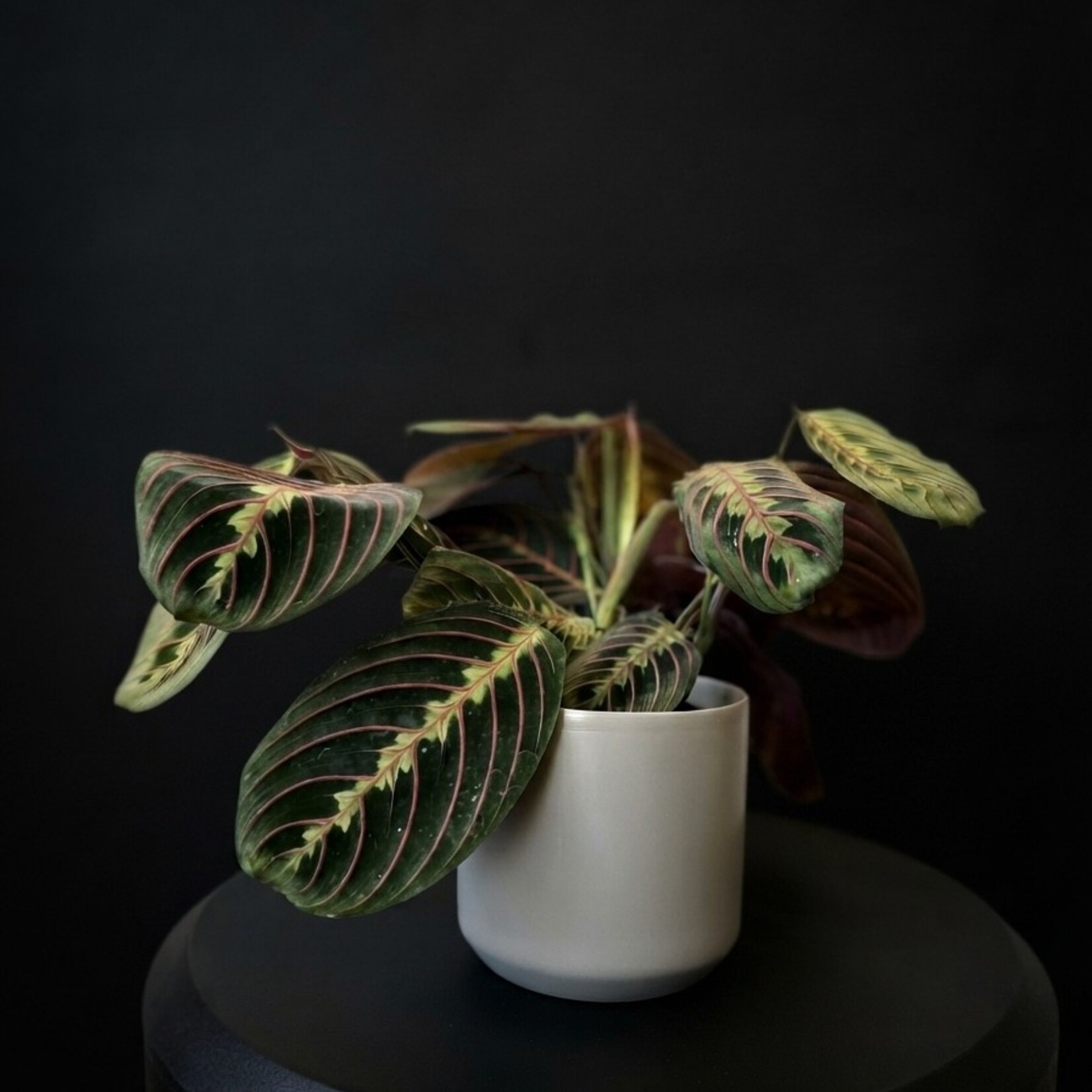 Maranta leuconeura – Maranta rouge, plante prieuse