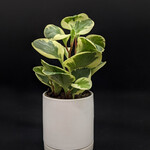 Peperomia obtusifolia