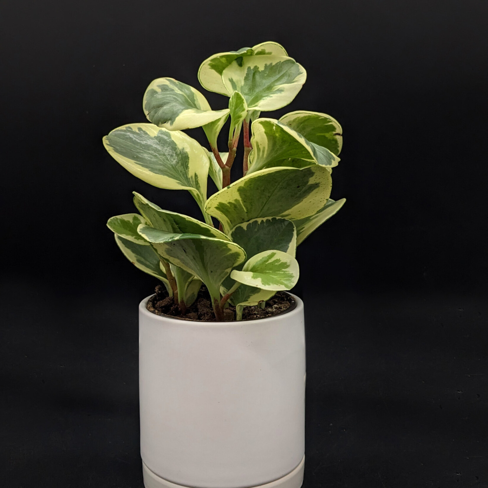 Peperomia obtusifolia – Peperomia à feuilles obtuses