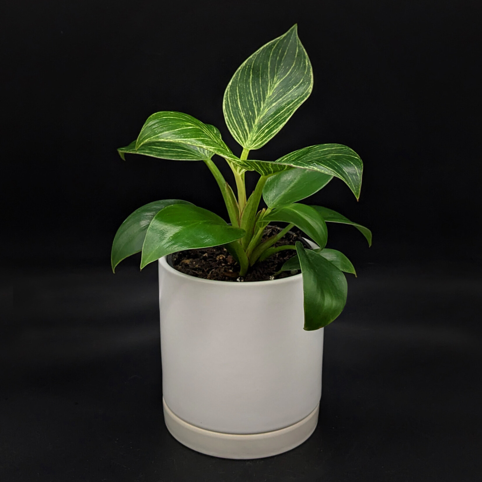 Philodendron ‘Birkin’ – Variegated Philodendron