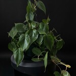 Philodendron cordatum