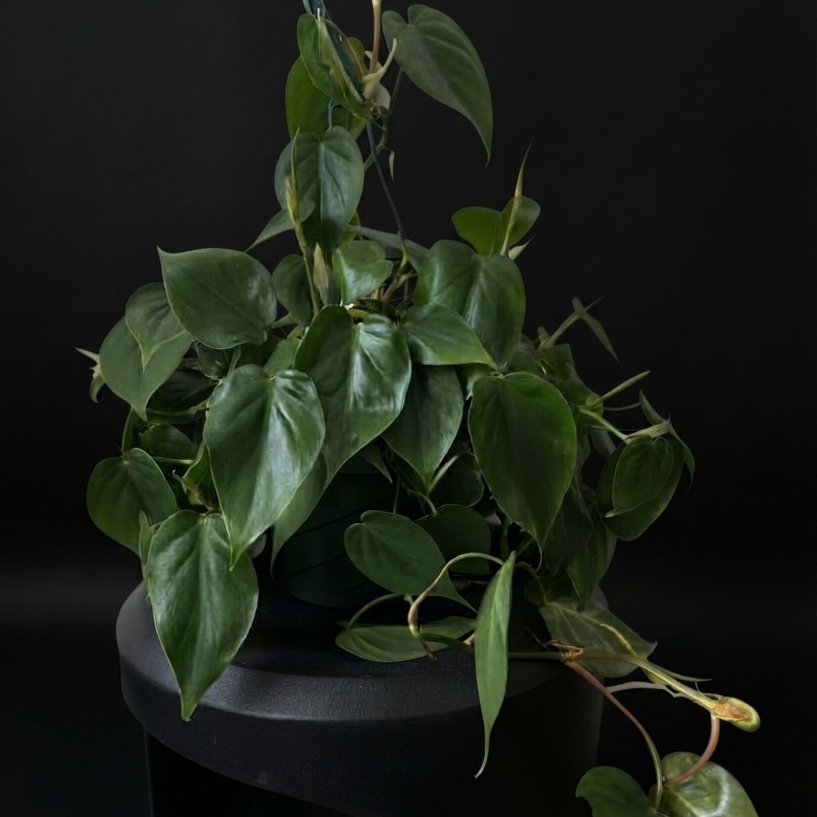 Philodendron cordatum – Philodendron cœur