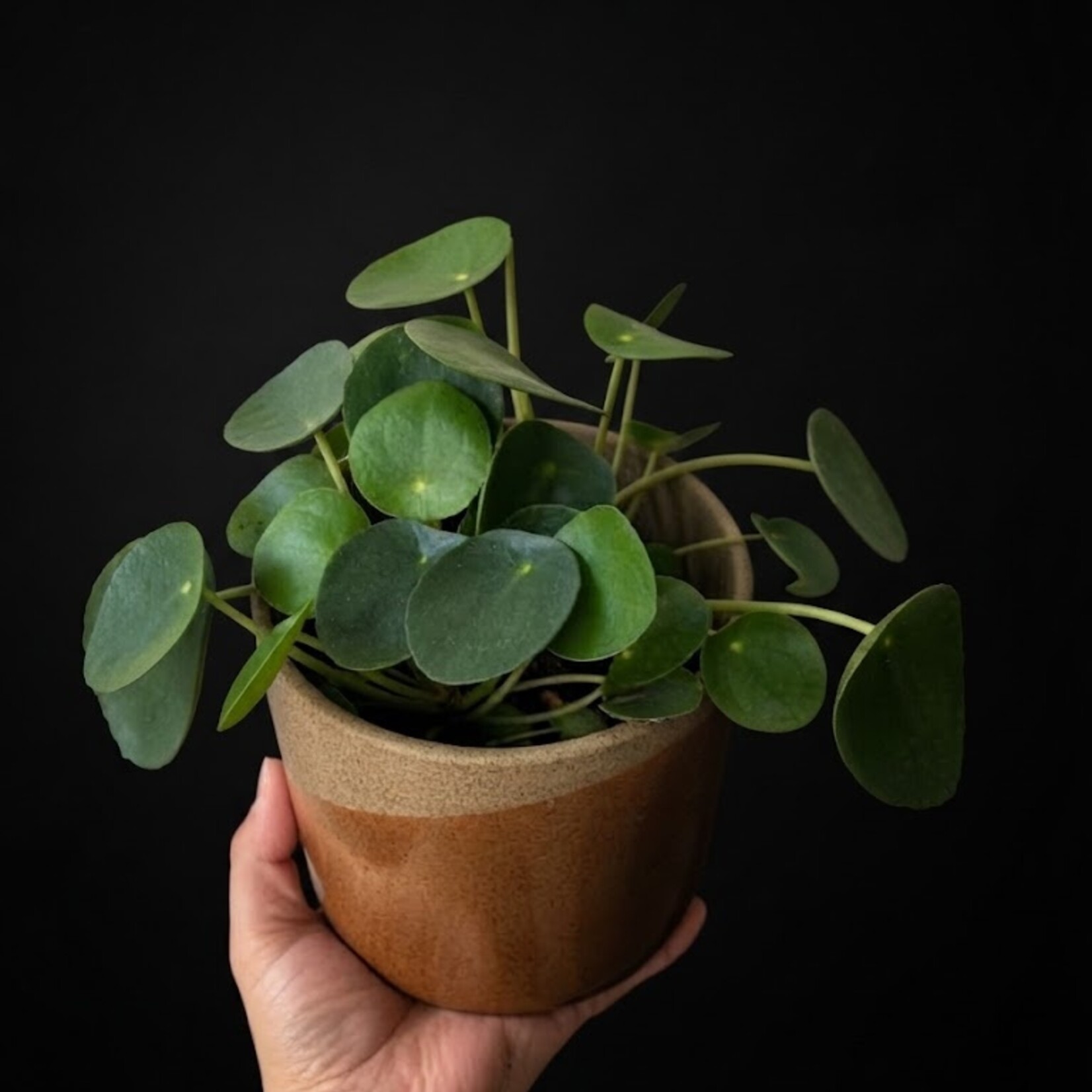 Pilea peperomioides – Plante à monnaie chinoise