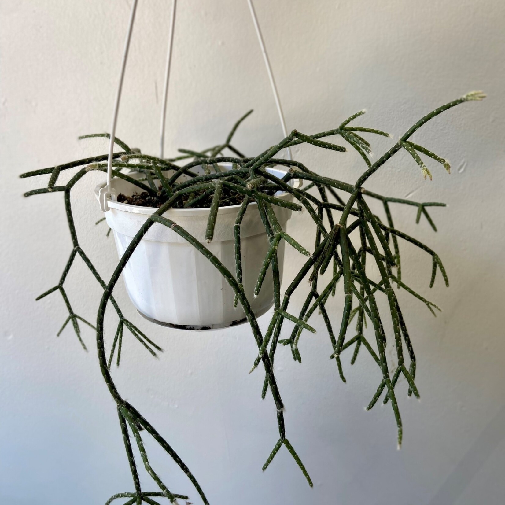 Rhipsalis baccifera – Cactus-gui