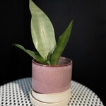Sansevieria 'Moonshine'