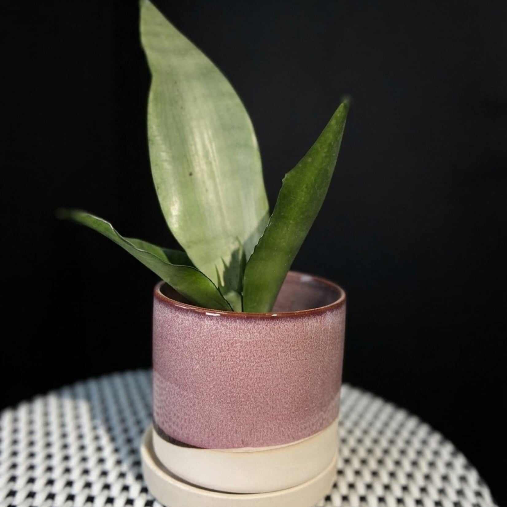 Sansevieria ‘Moonshine’ – Sansevieria argentée