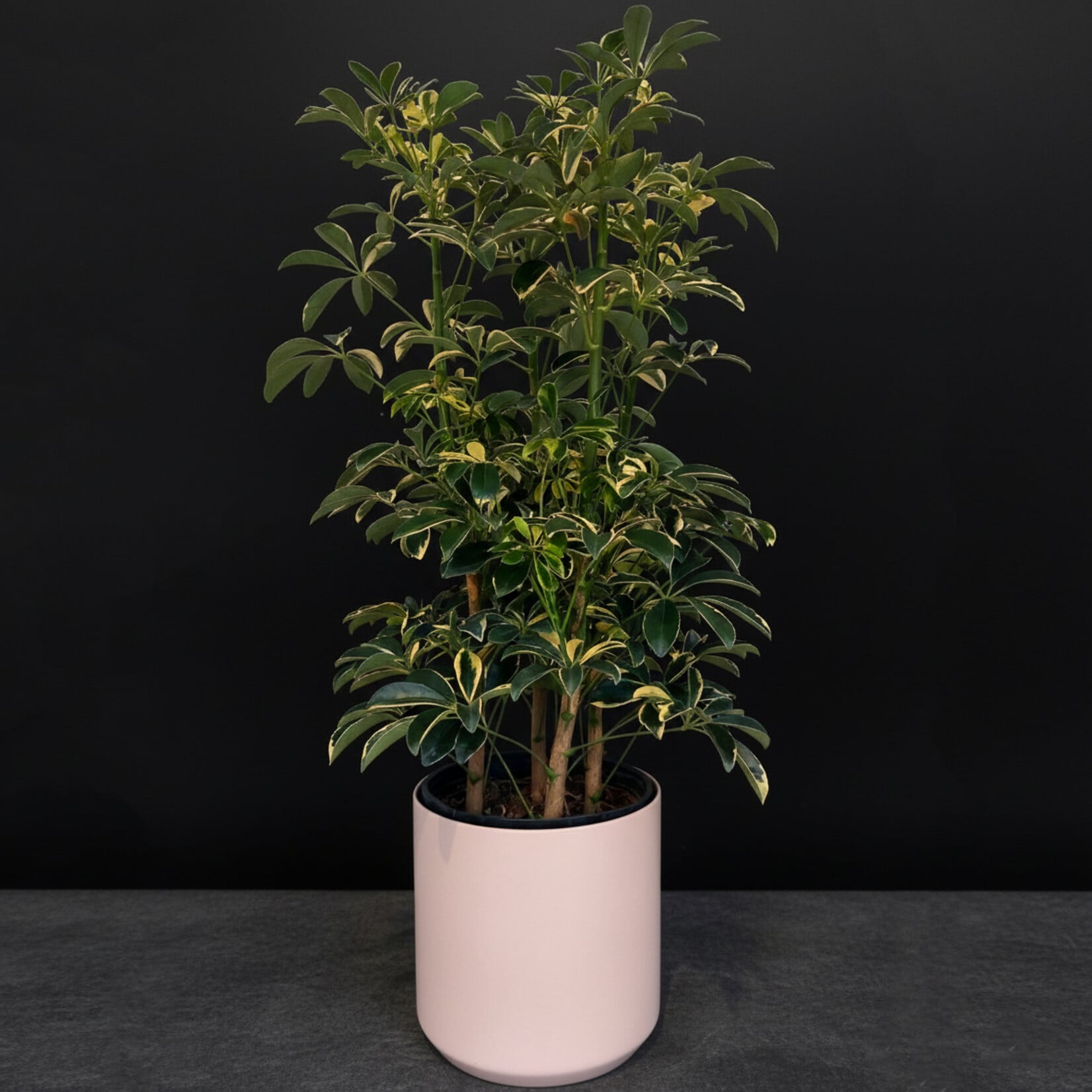 Schefflera arboricola – Arbre ombrelle nain
