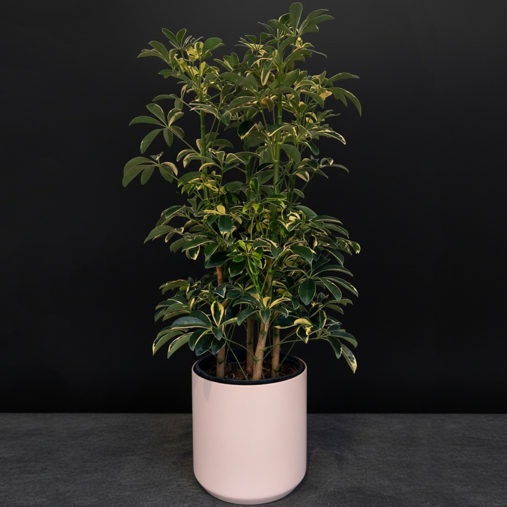 Schefflera arboricola – Dwarf Umbrella Tree