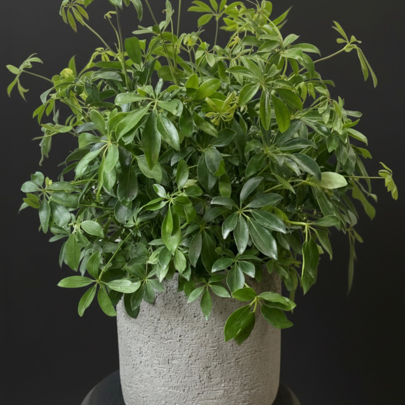 Schefflera arboricola – Arbre ombrelle nain