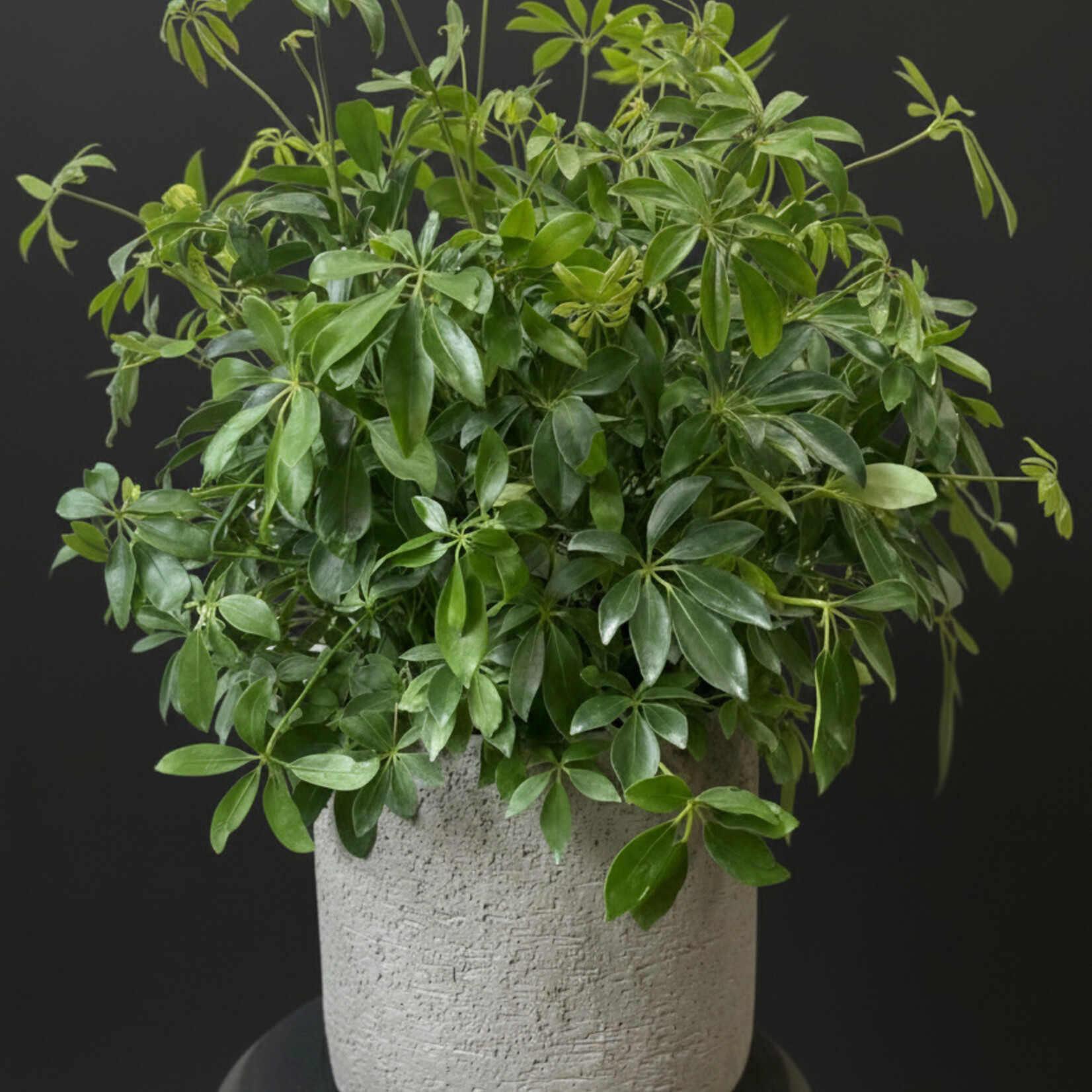 Schefflera arboricola – Dwarf Umbrella Tree