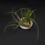 Tillandsia