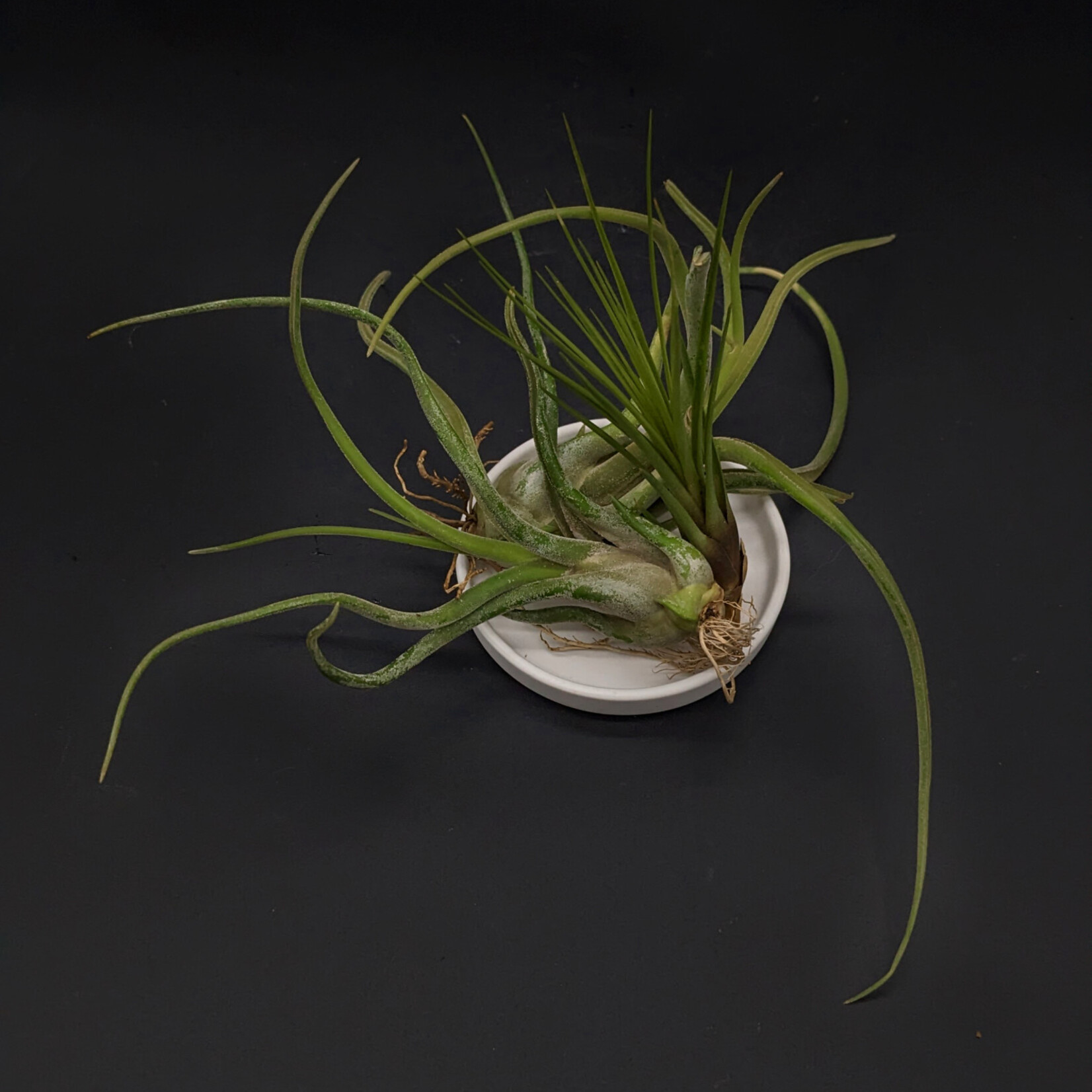 Assorted Tillandsia | Air Plant