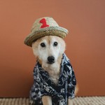 Dog Apparel