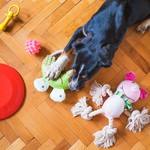 Dog Toys