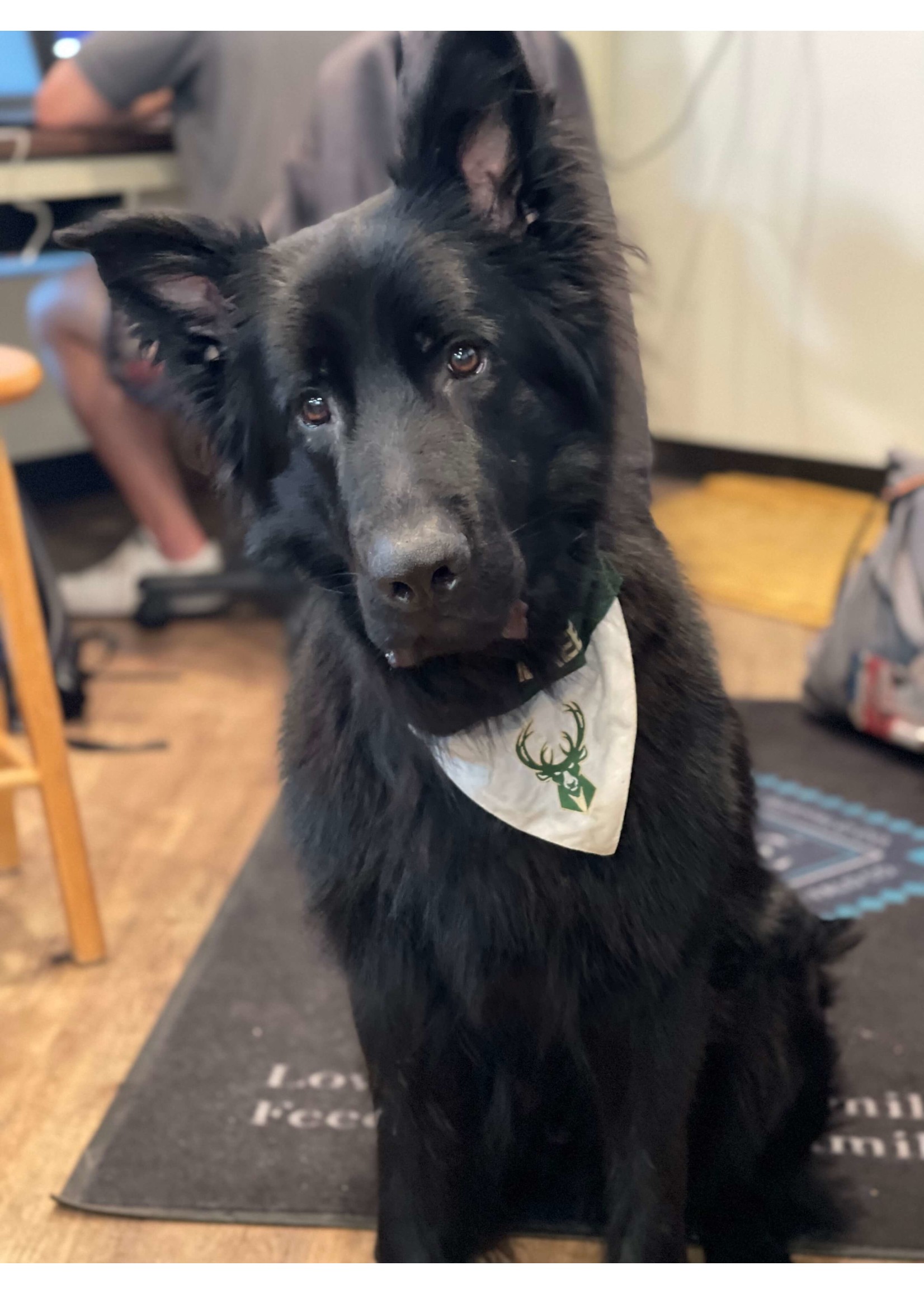 Green Bay Packers Cat Bandana (slides onto cat's existing collar)