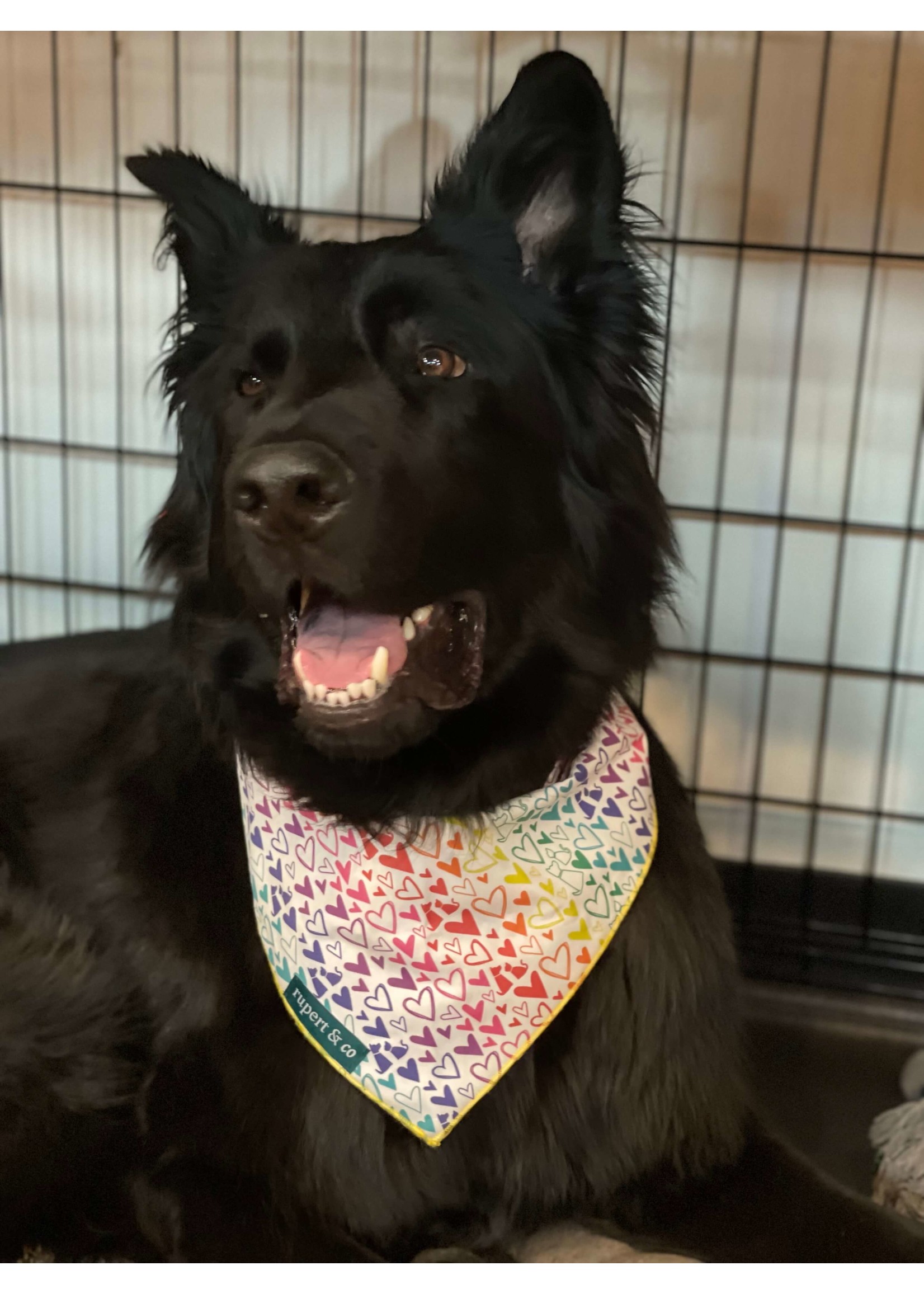 Rupert & Co Pride Bandana