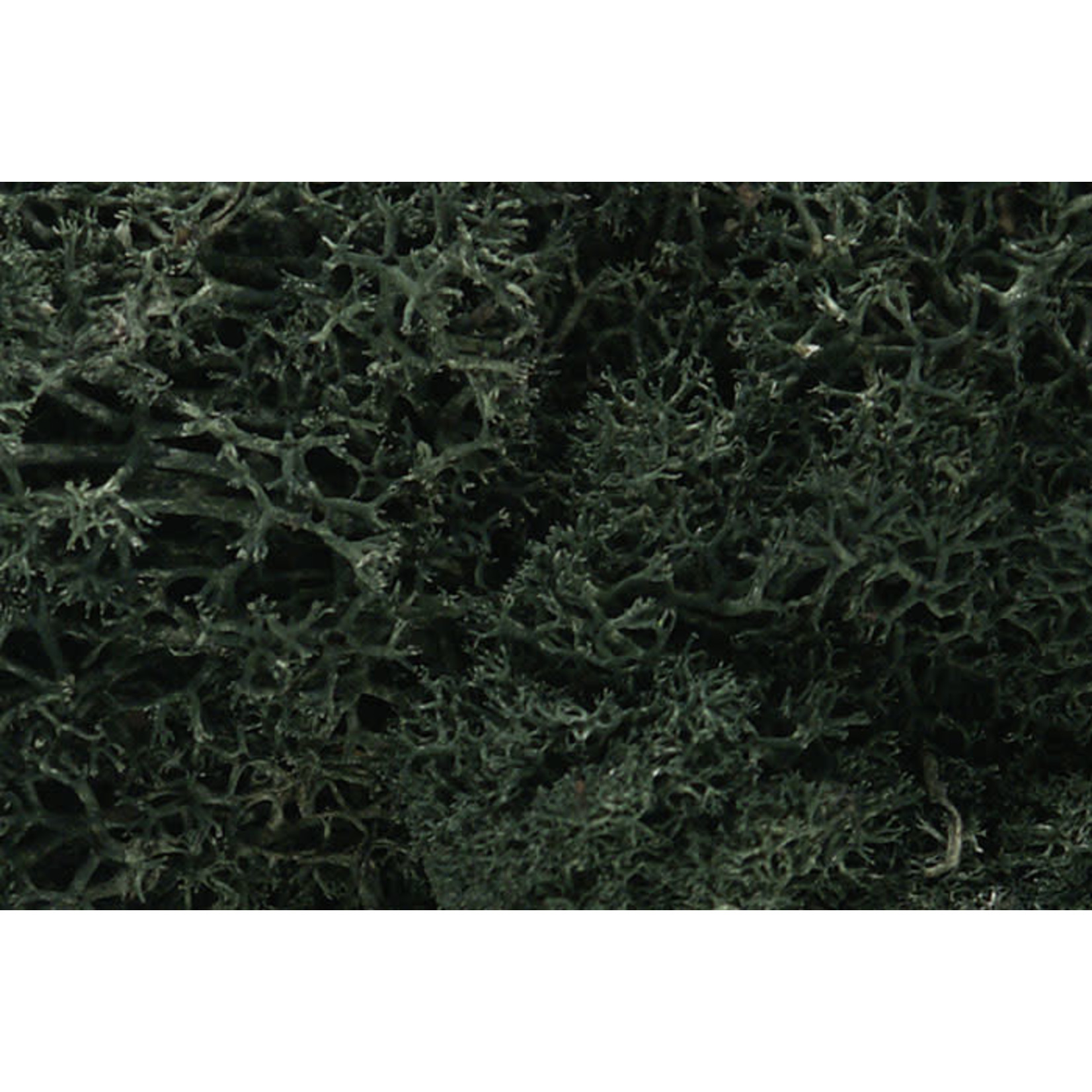 Woodland Scenics WOO164 Lichen Dark Green