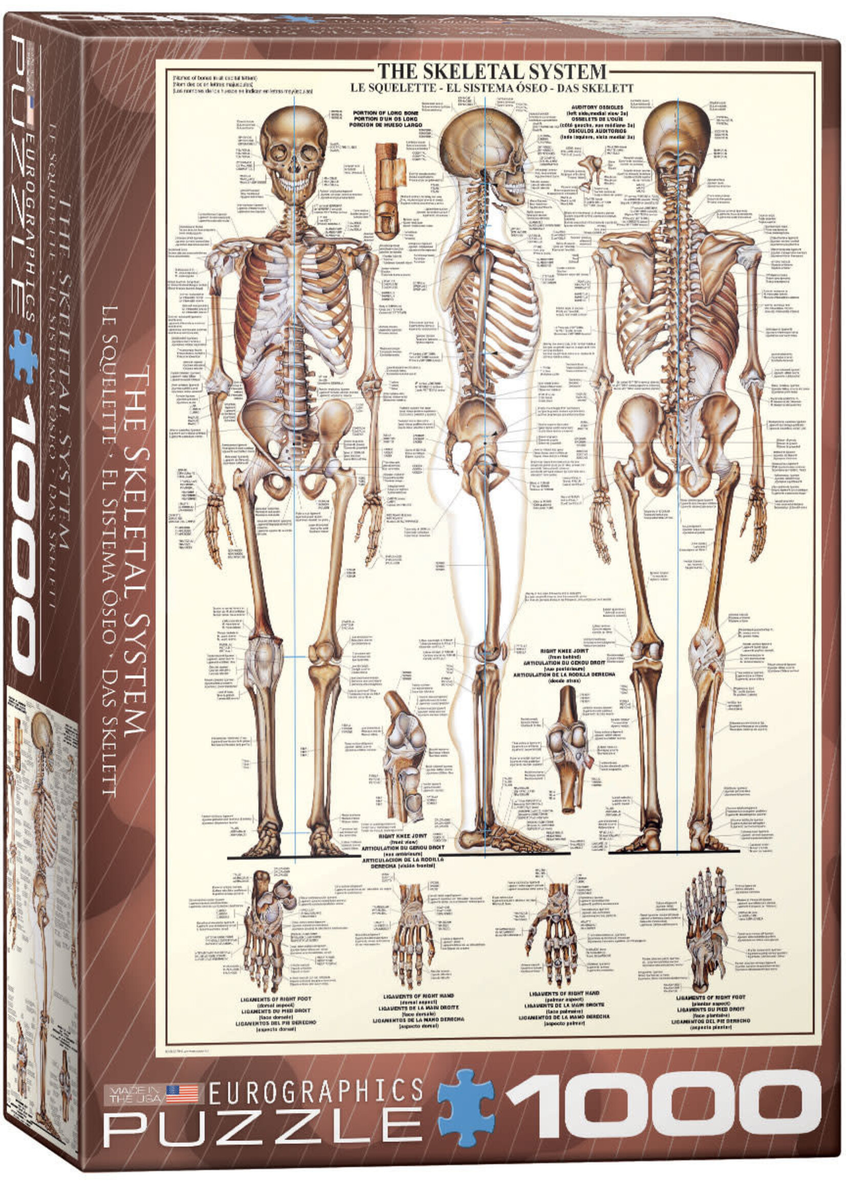 Eurographics EUR3970 The Skeletal System (Puzzle1000)