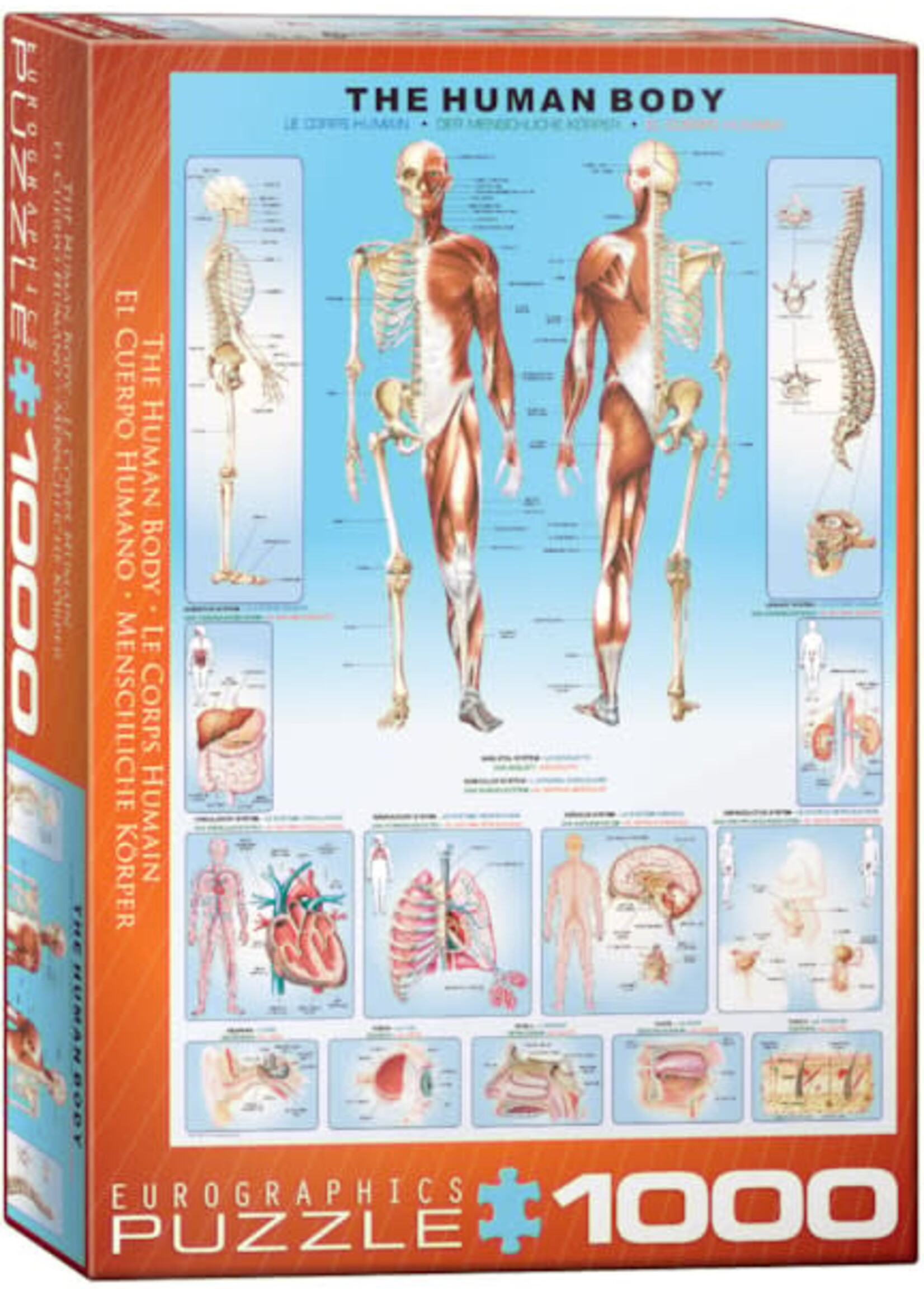 Eurographics EUR60001000 The Human Body (Puzzle1000)