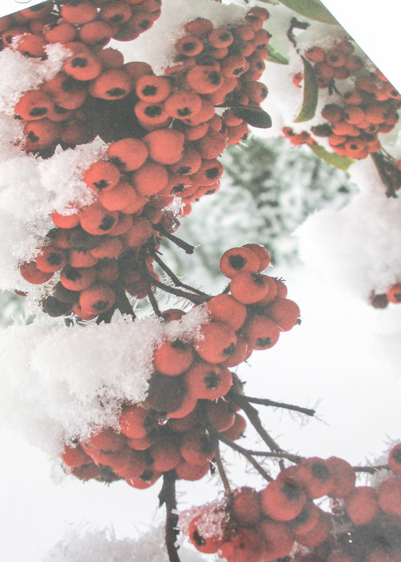 BAGS - Gift Wrap /Paper Bag/ Winter's Rowan Berries