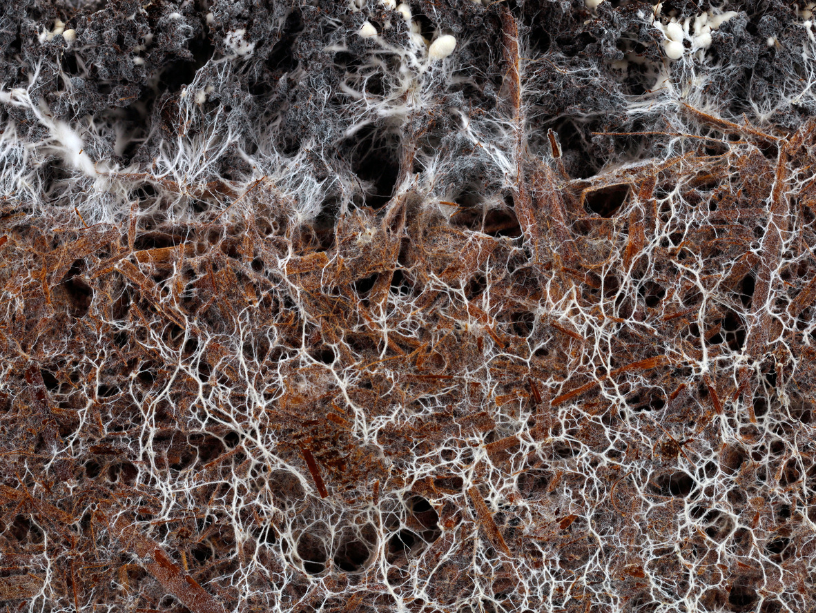 close up of mycelium