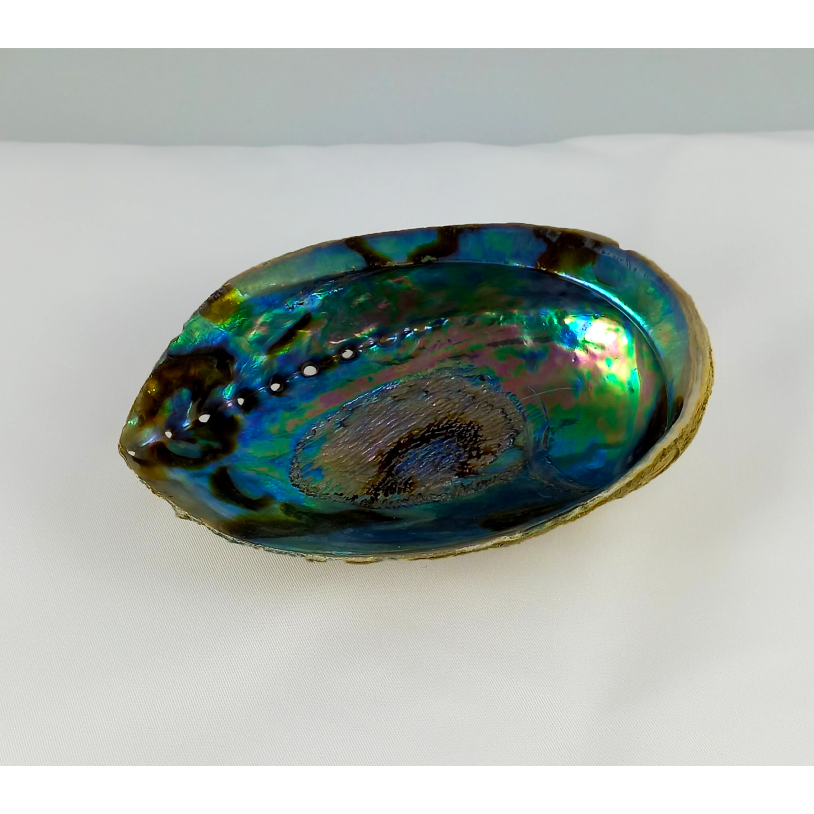 Bear's Den Bear's Den Abalone Shell L