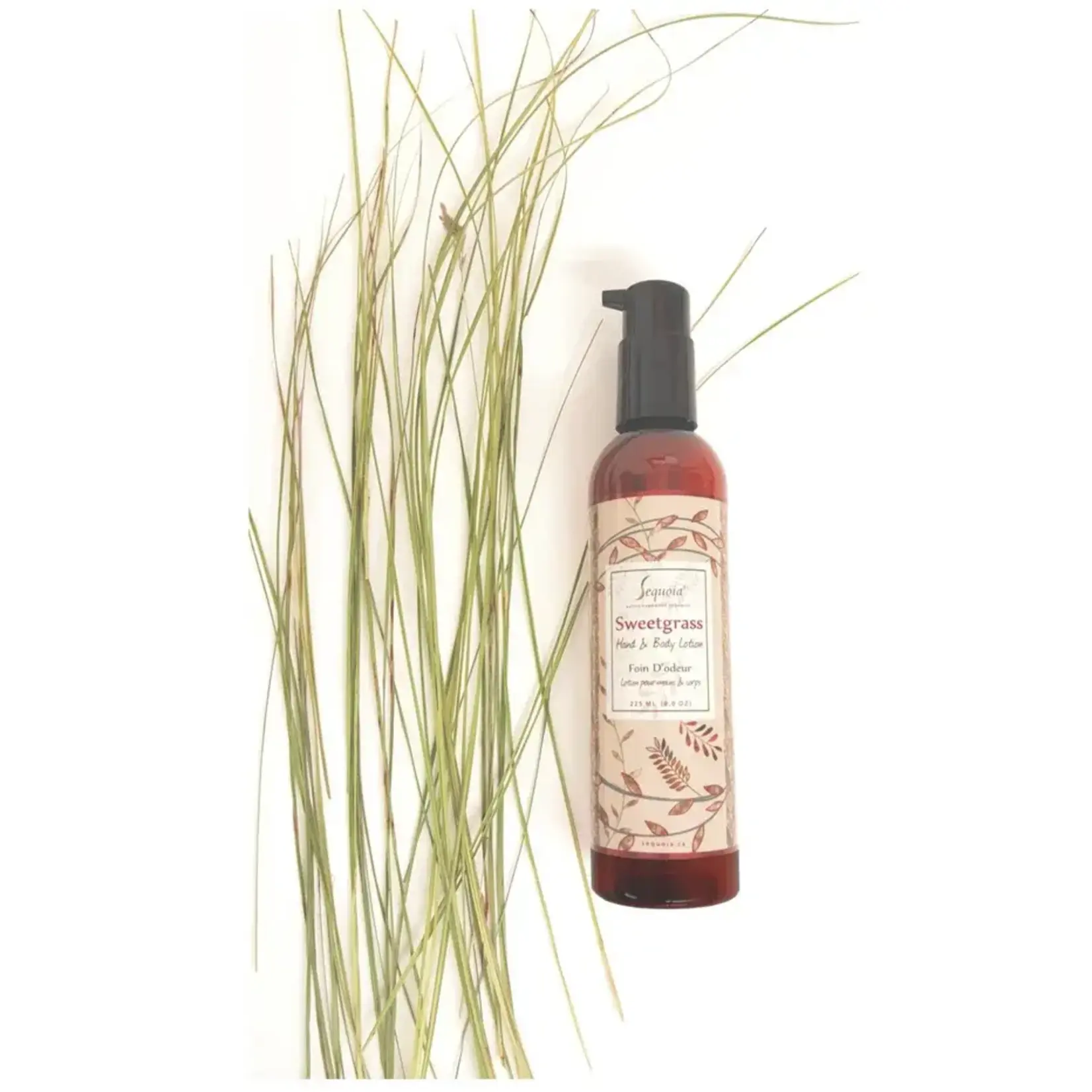 Sequoia Sequoia Sweetgrass Hand and Body Lotion 8oz