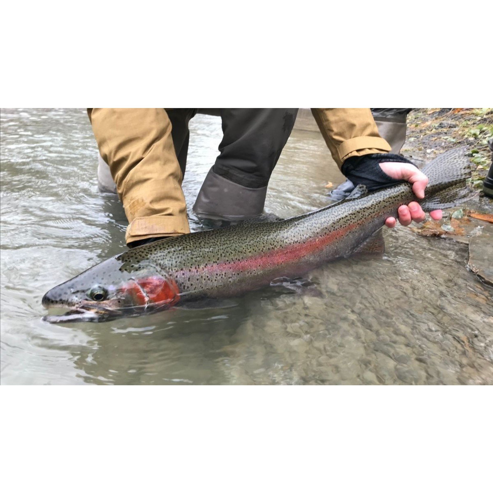 Western NY Steelhead Trips October 26th - 28th, November 2nd - 4th, November 16th - 18th