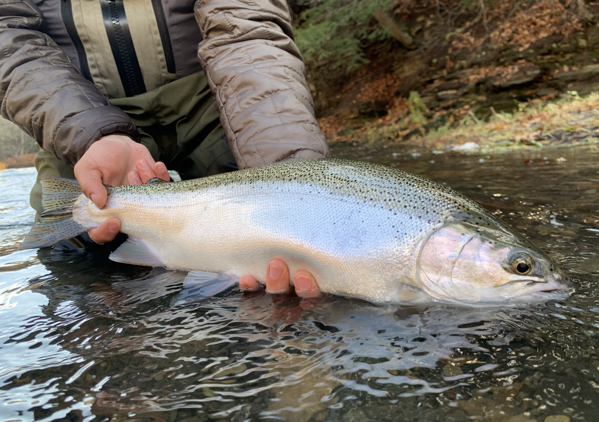 WNY Steelhead 2025 recap!