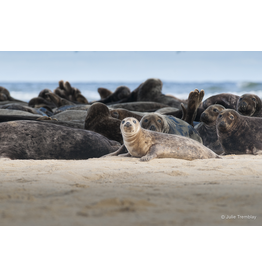 Most Popular/ stock items Female Seal