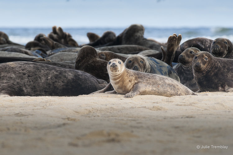 Most Popular/ stock items Female Seal