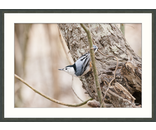 Nuthatch