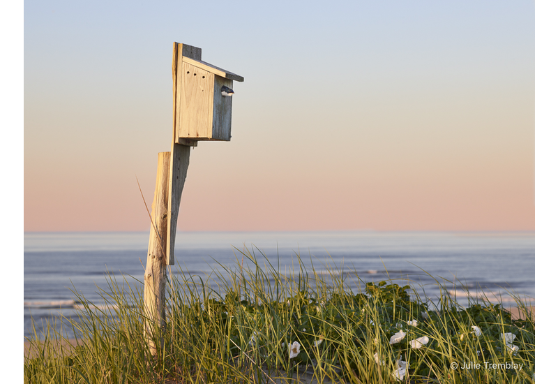 Thalassa Swallow Peaking