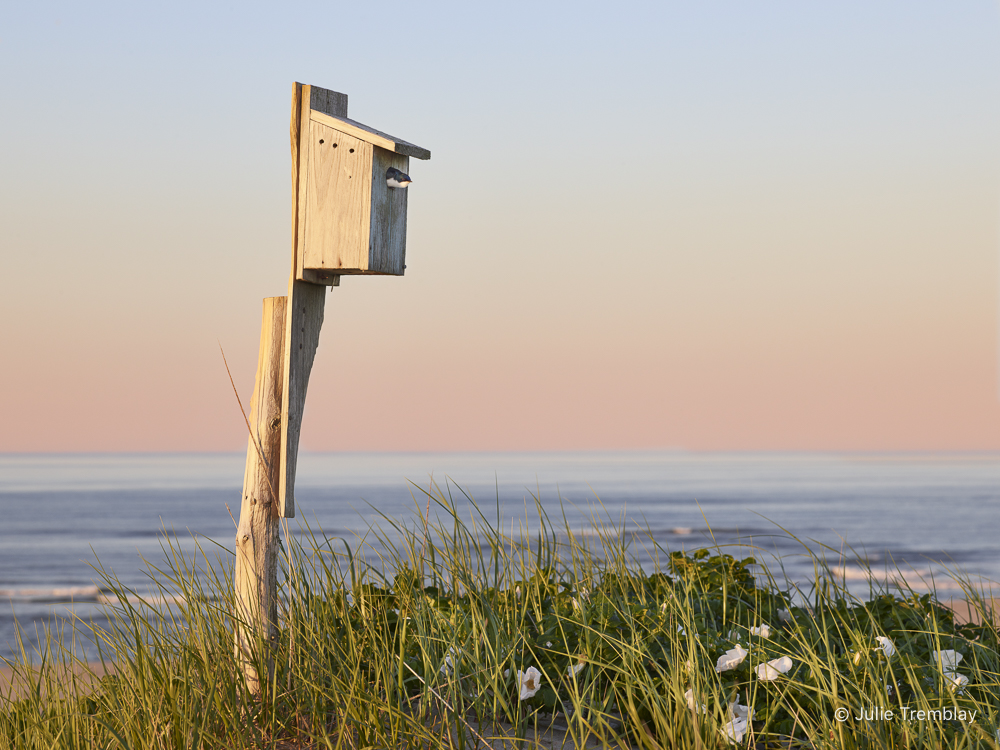 Thalassa Swallow Peaking