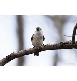 Titmouse