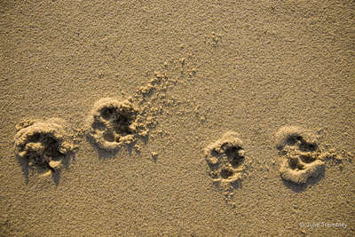 Paw Prints