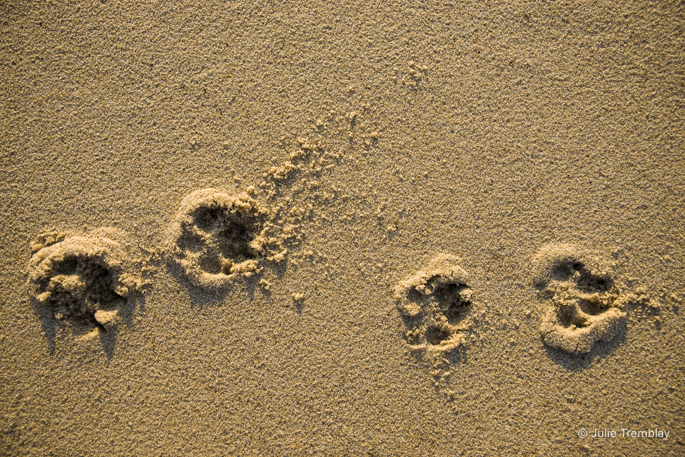 Most Popular/ stock items Paw Prints