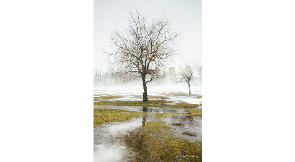 Tree Fog