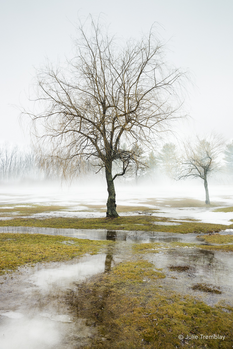 Tree Fog