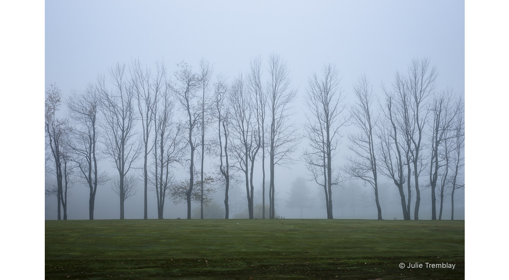 Tree Line