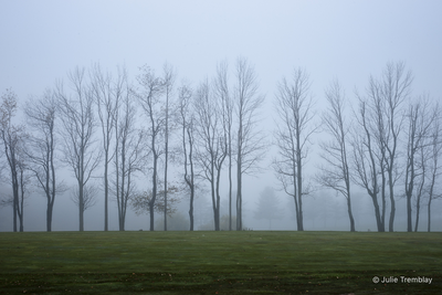 Tree Line