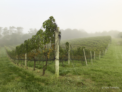 Vineyard