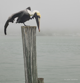Pelican Scratch