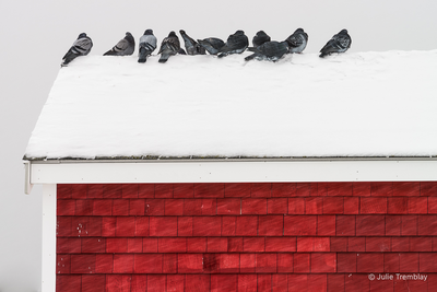 Pigeons on Roof
