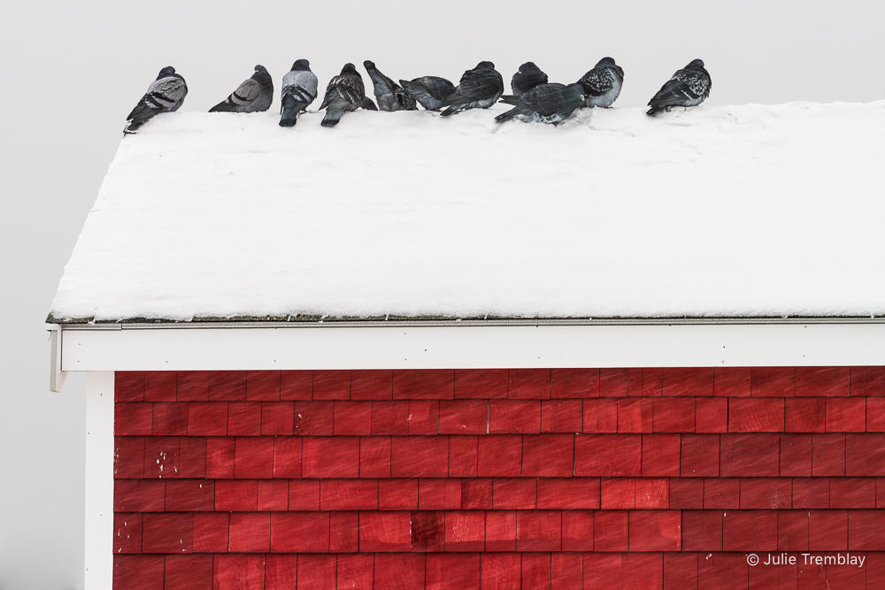 Most Popular/ stock items Pigeons on Roof