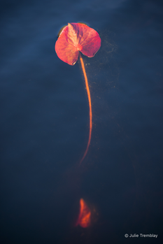 Water Plant