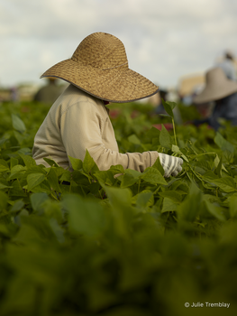 Bean Picker